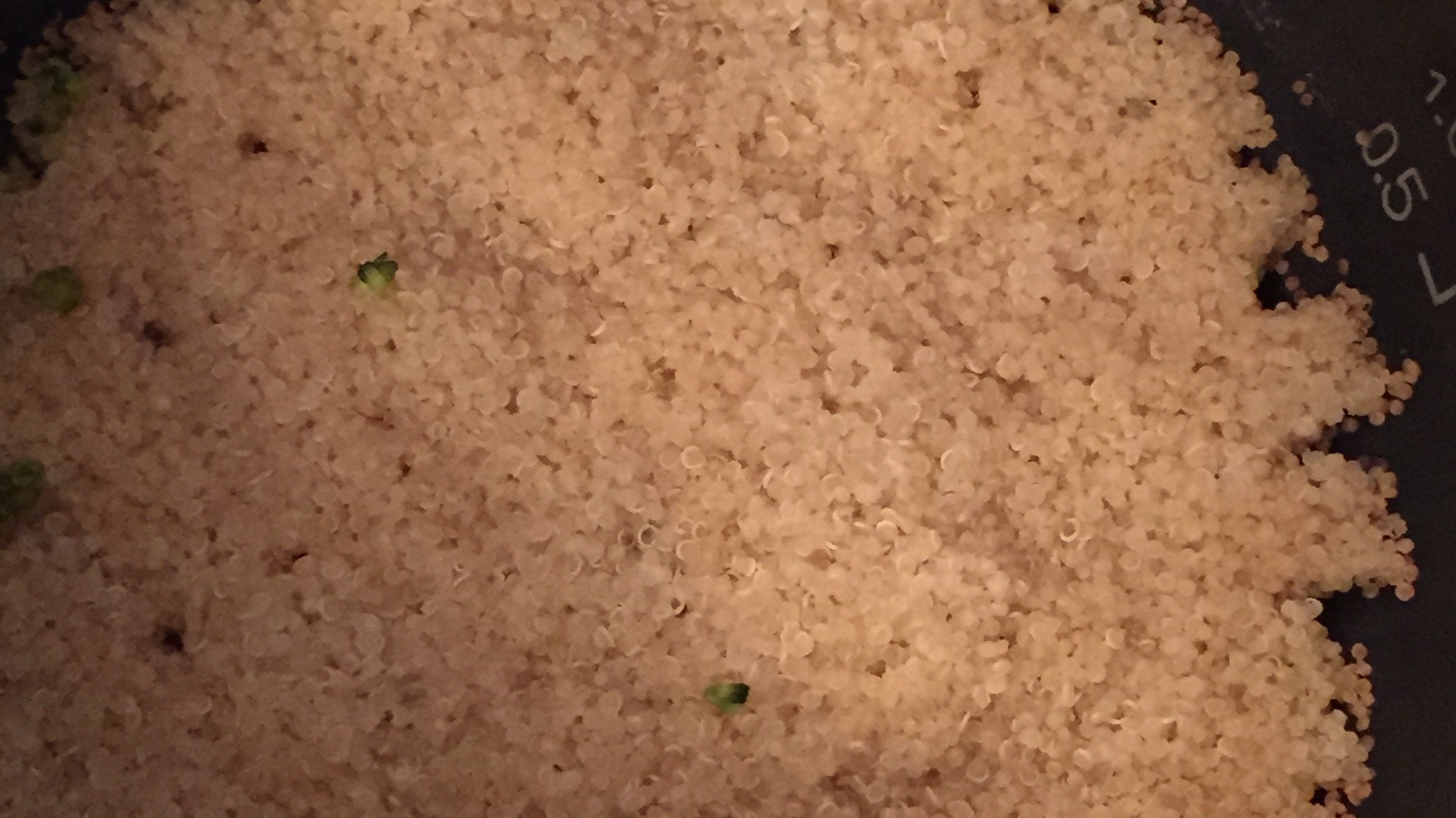 Quinoa zubereiten im Multikocher KRC-140 | KeMar GmbH | Kitchenware | Haushaltsgeräte